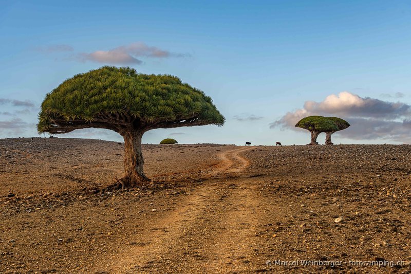 Socotra