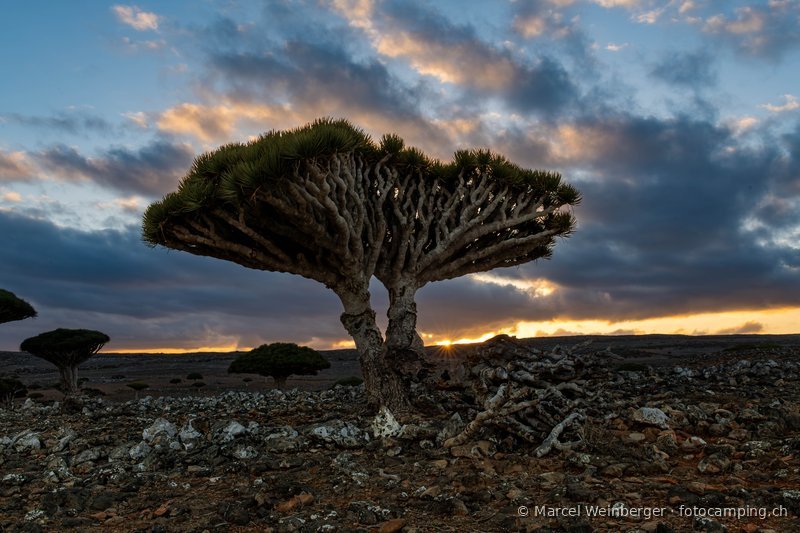 Socotra socotra-jemen-02