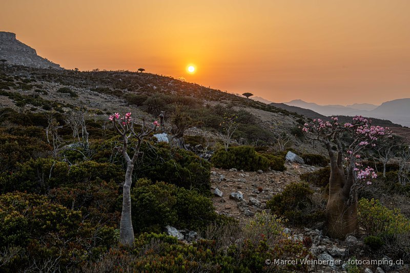 Socotra socotra-jemen-16