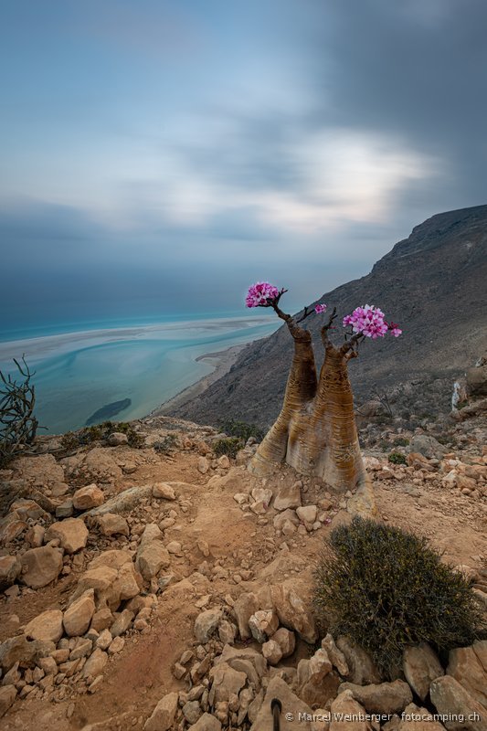 Socotra socotra-jemen-17