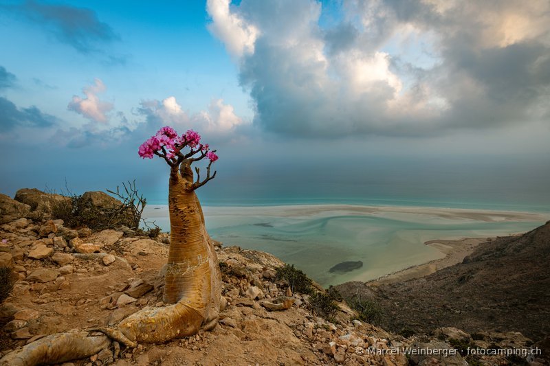 Socotra socotra-jemen-18